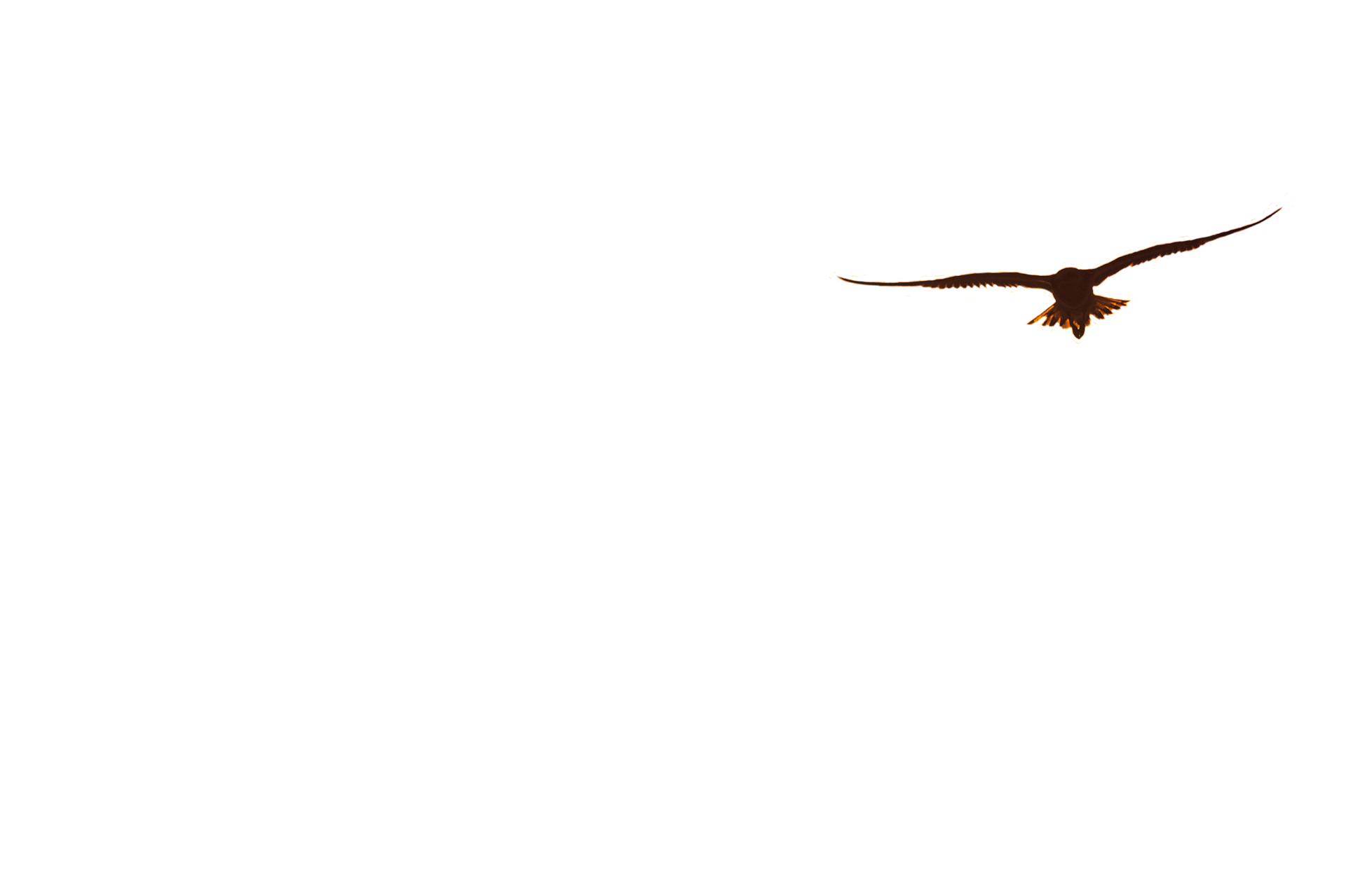 parallax layer